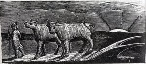 Unyoked Heifers Loitering Homeward, illustration fra Dr. Thorntons 