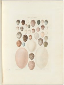 Fugleæg fra Victoria. Den upublicerede folio Australia Terra Cognita af William Blandowski. 1855-56 af William Blandowski