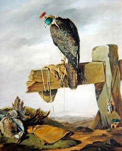 Vandrefalke i sin hætte med en slørugle på jorden af William Brodrick