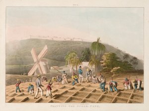 Plantning af sukkerrør, ca. 1820 (koloreret stik)