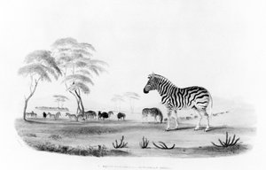 Equus burchelli, eller Burchell