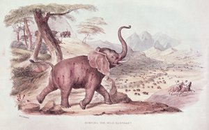 Hunting the Wild Elephant, illustration fra 