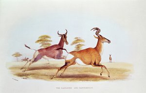 The Sassaybe and the Hartebeest, illustration fra 