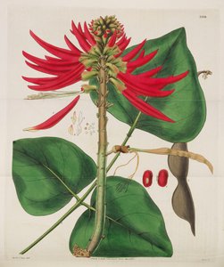Botanisk Tidsskrift, 1787-1833.