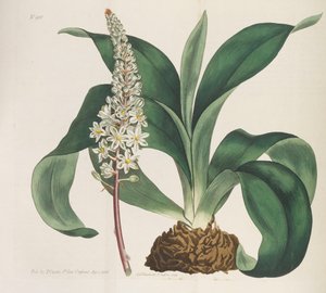 Botanisk Tidsskrift, 1787-1833.