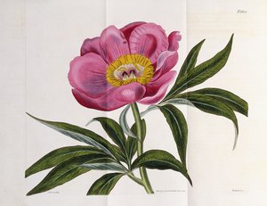 Illustration, nummer 2264, fra "The Botanical Magazine", 1787-1826