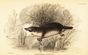 Platypus, Ornithorhynchus anatinus., 1841 (gravering)