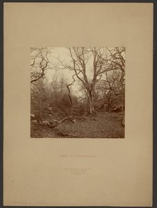 Fontainebleau-skoven af William Drooke Harrison