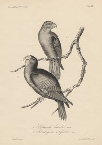 1. Psittacula lineola og 2. Brotogeris aurifrons, litografi af J.T. Bowen, 1850 af William E. Hitchcock