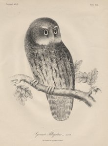 Syrnium Albogularis, litho af J.T. Bowen, 1850 af William E. Hitchcock