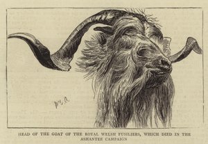 Leder af geden af Royal Welsh Fusiliers, som døde i Ashantee-kampagnen af William Edward Atkins