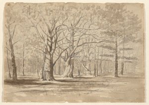 College Woods