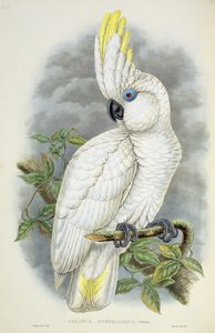 Blåøjet kakadue