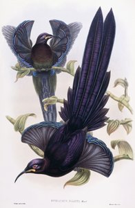 Epimachus Elliotti, Ward, ca. 1891-1898