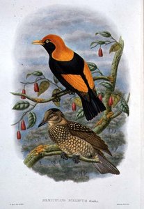 Sericulus Melinus (farve litho)