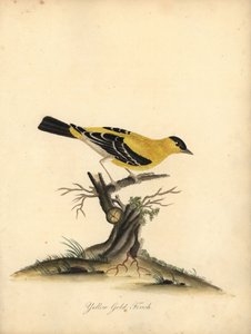 Amerikansk guldfink, Carduelis tristis. (Gul guldfinke, Fringilla tristis) Håndfarvet kobberstik af en illustration af William Hayes fra Portraits of Rare and Curious Birds from the Menagery of Osterly Park.