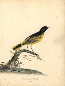 Baltimore oriole, Icterus galbula. (Baltimore oriole, Oriolus baltimore) Håndfarvet kobberstik af en illustration af Matilda Hayes fra William Hayes