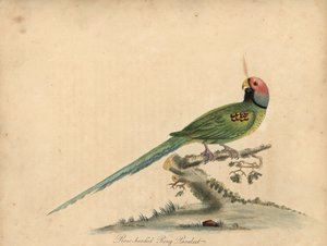 Blomsthovedet parakit, Psittacula roseata. (rosehovedet ring-parakit) Håndfarvet kobberstik af en illustration af William Hayes og hans datter Matilda Hayes fra William Hayes