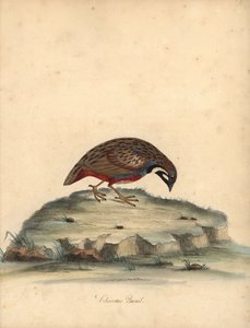 Blåbarmet vagtel, Coturnix chinensis. (Kinesisk vagtel, Tetrao chinensis) Håndfarvet kobberstik af en illustration af William Hayes fra Portraits of Rare and Curious Birds from the Menagery of Osterly Park, London: Bulmer