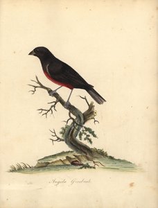 Kastanjebuget frøfinke, Oryzoborus angolensis. (Angola grosbeak, Loxia angolensis) Håndfarvet kobberstik af en illustration af William Hayes fra Portraits of Rare and Curious Birds from the Menagery of Osterly Park, London: Bulmer af William Hayes