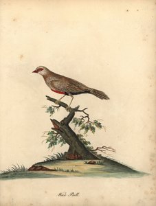 Almindelig voksnæb, Estrilda astrild. (Loxia astreld) Håndfarvet kobberstik af en illustration af William Hayes fra Portraits of Rare and Curious Birds from the Menagery of Osterly Park. af William Hayes