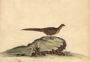 Gyldne eller kinesiske fasaner, Chrysolophus pictus, hun. (Malet fasan, Phasianus pictus) Håndfarvet kobberstik af en illustration af Ann og Emily Hayes fra William Hayes