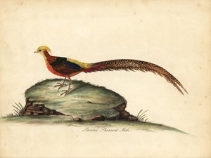 Gylden eller kinesisk fasan, Chrysolophus pictus, han. (Malet fasan, Phasianus pictus) Håndfarvet kobberstik af en illustration af William Hayes fra Portraits of Rare and Curious Birds from the Menagery of Osterly Park, London: Bulmer af William Hayes