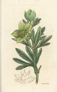 Grøn hellebore, Helleborus viridis. Håndfarvet kobberstik af James Sowerby fra James Smith