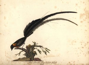 Langhalet paradis whydah, Vidua paradisaea, han. (Rødbarmet langhalefinke, Emberiza paradisaea) Håndfarvet kobberstik af en illustration af William Hayes fra Portraits of Rare and Curious Birds from the Menagery of Osterly Park, Lo af William Hayes