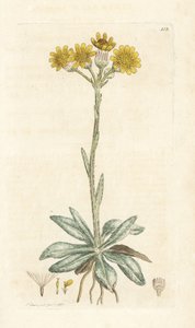 Bjergloppeurt, Tephroseris integrifolia (Cineraria integrifolia). Håndfarvet kobberstik af James Sowerby fra James Smith