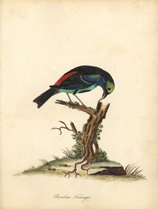 Paradise tanager, Tangara chilensis. (Tanagra tatao) Håndfarvet kobberstik af en illustration af William Hayes fra Portraits of Rare and Curious Birds from the Menagery of Osterly Park (London: Bulmer