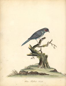 Rødkindet cordonbleu, Uraeginthus bengalus. (Blåbuget finke, Fringilla benghalus.) Håndfarvet kobberstik af en illustration af William Hayes fra Portraits of Rare and Curious Birds from the Menagery of Osterly Park (London: Bulmer af William Hayes