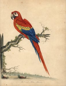 Scarlet ara, Ara macao. (Rød og blå ara, Psittacus macao) Håndfarvet kobberstik af en illustration af William Hayes og hans datter Matilda fra William Hayes