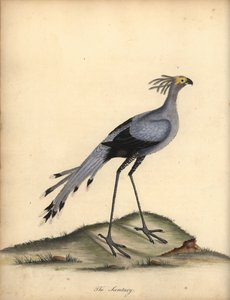 Sekretærfugl, Skytten serpentarius. Sårbar. (Falco serpentarius) Håndfarvet kobberstik af en illustration af William Hayes fra Portraits of Rare and Curious Birds from the Menagery of Osterly Park.