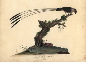 Skafthale hvorfor, Vidua regia. (Shaft-tailed whidah, Emberiza regia) Håndfarvet kobberstik af en illustration af William Hayes og hans datter M (Matilda) fra Portraits of Rare and Curious Birds from the Menagery of Osterly Park, London: af William Hayes
