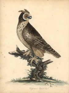 Kortøret ugle, Asio flammeus. (Virginian eared owl) Håndfarvet kobberstik af en illustration af William Hayes og hans datter M (Matilda) fra Portraits of Rare and Curious Birds from the Menagery of Osterly Park, London: Bulmer af William Hayes