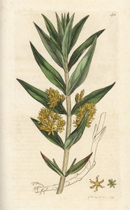 Tufted loosestrife, Lysimachia thyrsiflora. Håndfarvet kobberstik af James Sowerby fra James Smith