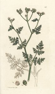 Hvid blondeblomst, Orlaya grandiflora (Lille caucalis eller basardpersille, Caucalis daucoides). Håndfarvet kobberstik af James Sowerby fra James Smith