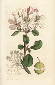 Vildt æble eller krabbetræ, Malus domestica (Pyrus malus). Håndfarvet kobberstik af James Sowerby fra James Smith