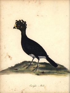 Gulknoppet curassow, Crax daubentoni, han. (Curasso, Crax globicera) Nær truet. Håndfarvet kobberstik af en illustration af C. Hayes fra William Hayes