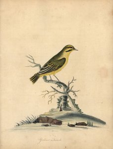 Gulfinke, Fringilla butyracea. uddøde? Håndfarvet kobberstik af en illustration af William Hayes fra Portraits of Rare and Curious Birds from the Menagery of Osterly Park (London: Bulmer
