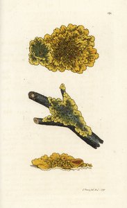 Gul væglav, Lichen parietinus. Håndfarvet kobberstik af James Sowerby fra James Smith