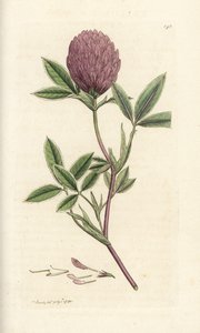 Zigzag kløver eller trefoil, Trifolium medium. Håndfarvet kobberstik af James Sowerby fra James Smith