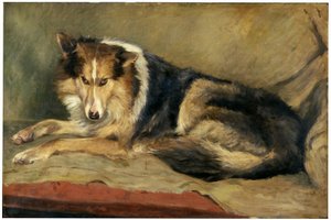 Collie hund