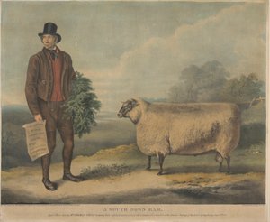 En South Down Ram; Aged 3 Years, opdrættet af Mr. Thomas Crisp, Gedgrave Hall, Suffolk, for hvilken der blev uddelt en pris på 30 Severeigns ved årsmødet i R.A.S. i Cambridge den 15. juli 1840 af William Henry Davis