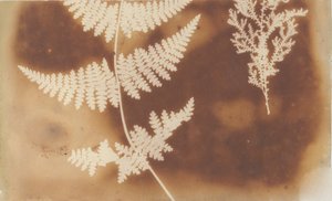 1. Lammelse. 2. Alga, 1839. af William Henry Fox Talbot