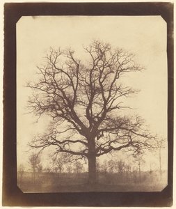 [Et egetræ om vinteren] af William Henry Fox Talbot