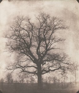 Et egetræ om vinteren, ca. 1892-93 (kalotype negativ)