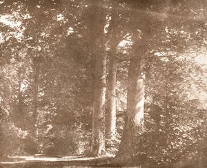 Beech Trees, Lacock Abbey, ca. 1844 (sepia foto) af William Henry Fox Talbot