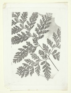 Gren af en bregne af William Henry Fox Talbot